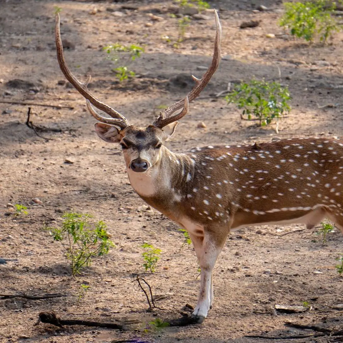 Ranthambhore