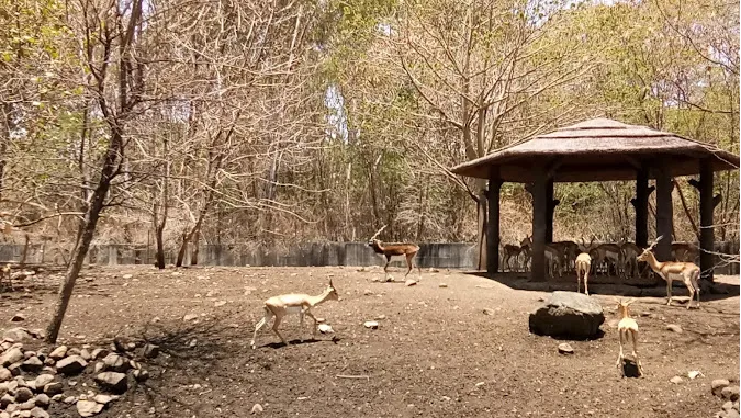  Rajiv Gandhi Zoological Park