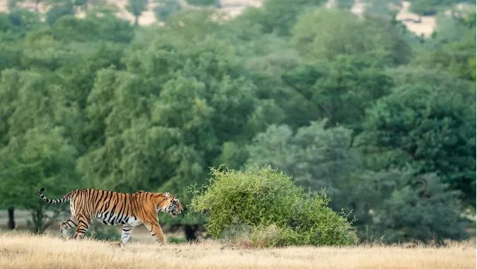 Ranthambore National Park 
