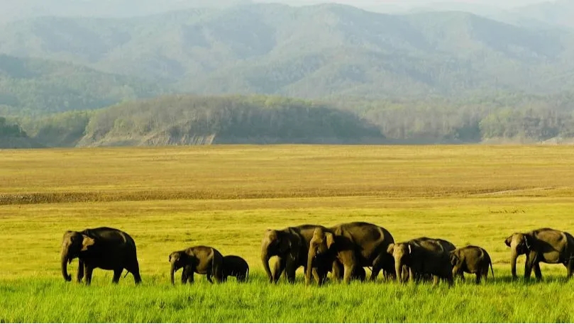 Jim Corbett National Park 