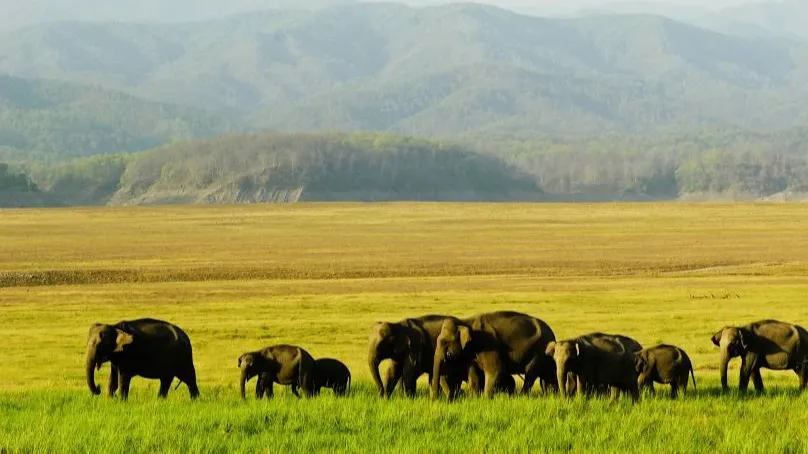 Jim Corbett National Park 