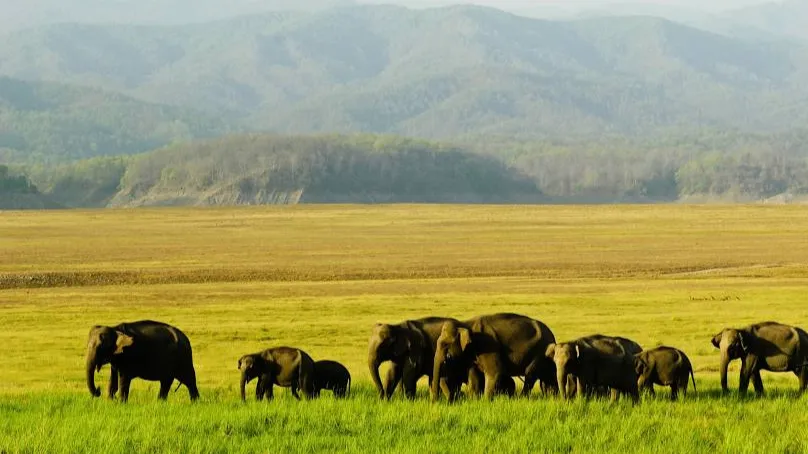 Jim Corbett National Park 