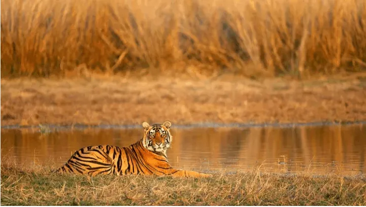 Sariska Wildlife Sanctuary