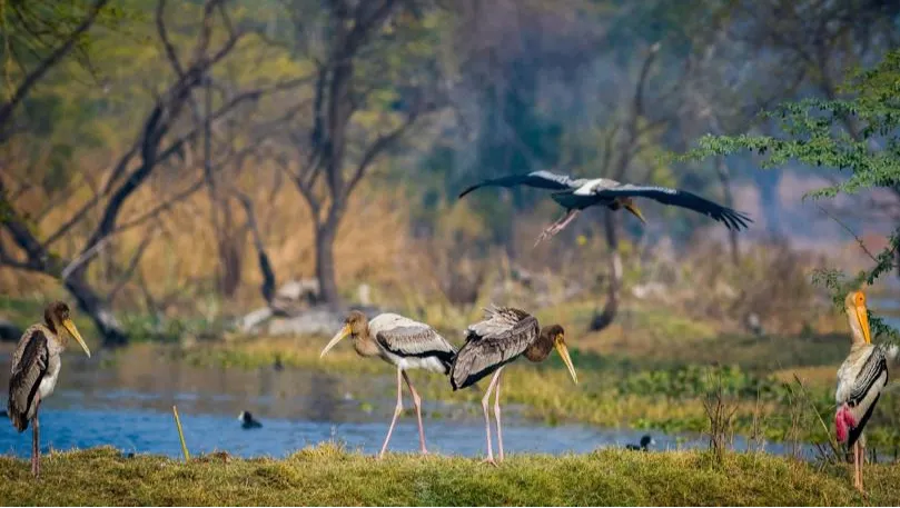 Keoladeo National Park