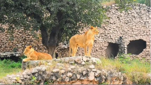 Nawab Wajid Ali Shah Zoological Garden