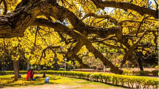 Shri Chāmarajendra (Cubbon) Park