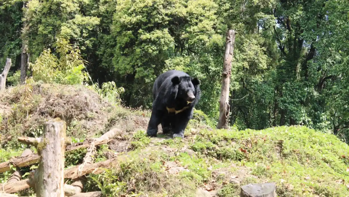Padmaja Naidu Himalayan Zoological Park