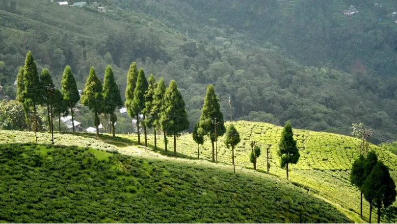 Happy Valley Tea Estate
