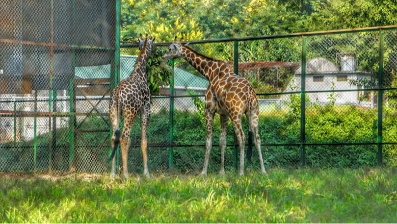 Assam State Zoo cum Botanical Garden