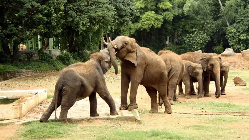 Sri Chamarajendra Zoological Gardens (Mysuru Zoo)