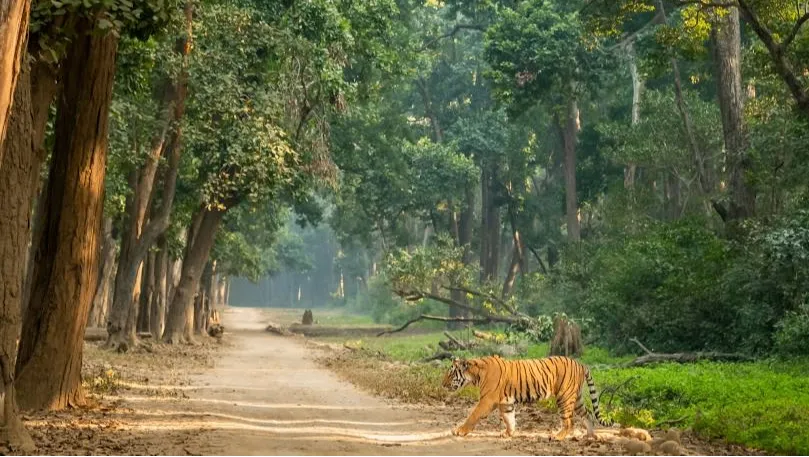 Jim Corbett National Park