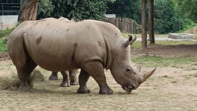 Sri Chamarajendra Zoological Gardens