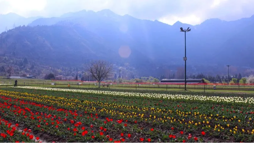Tulip Garden Srinagar
