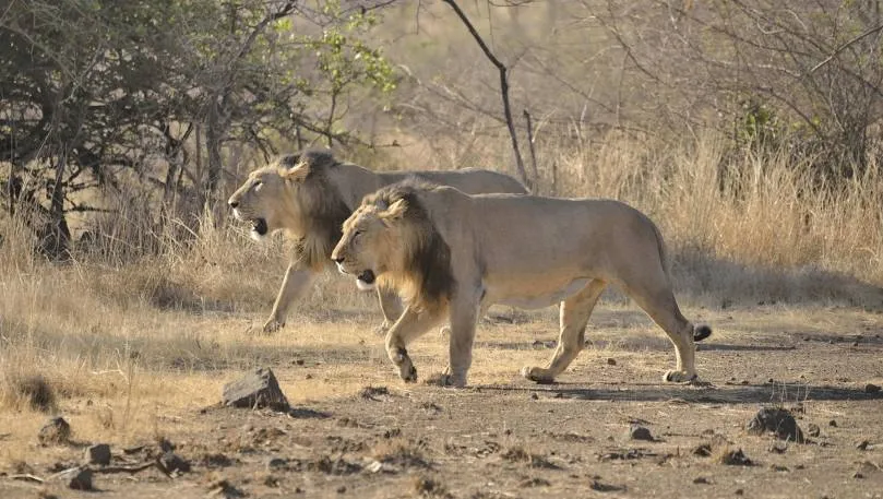 Gir National Park