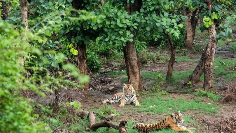 Sariska Tiger Reserve