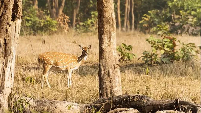 Rajaji National Park