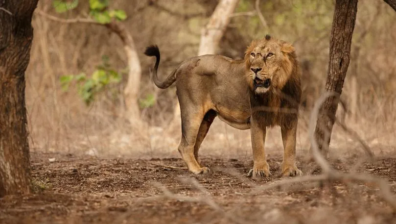 Gir National Park