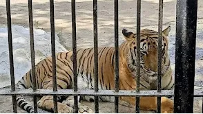 Sakkarbaug Zoological Park