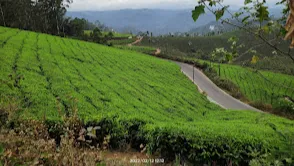 Kolukkumalai Tea Estate