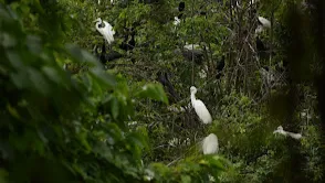 Kumarakom Bird Sanctuary