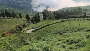 Happy Valley Tea Estate