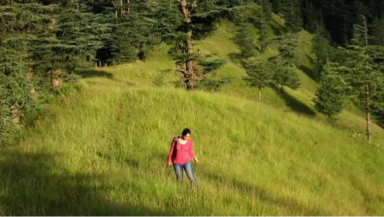 Forest Walk