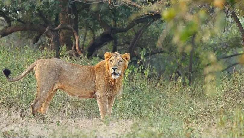 Gir National Park