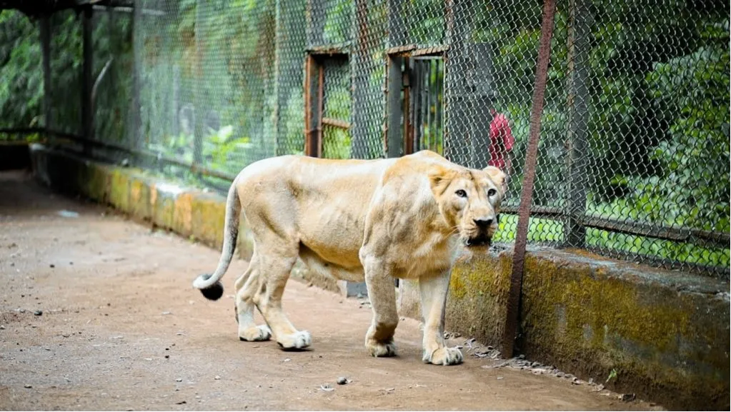 Silvassa Vasona Lion Safari