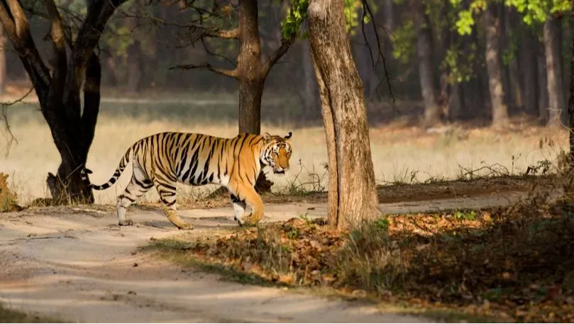 Kanha Tiger Reserve