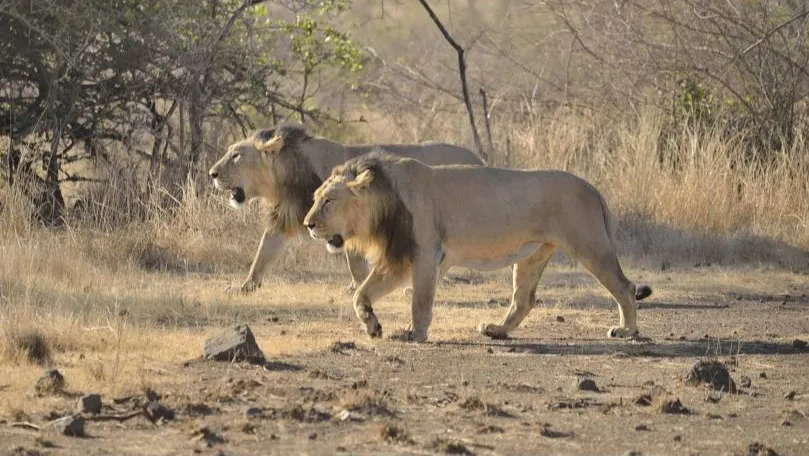 Gir National Park