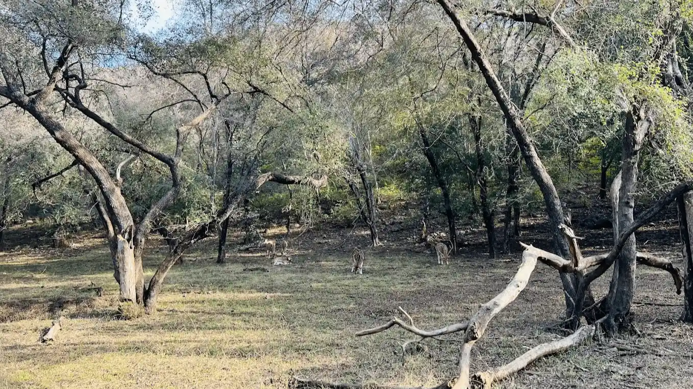 Ranthambore National Park