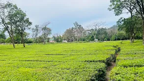 Palampur Tea Gardens