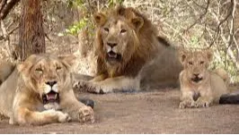 Gir National Park