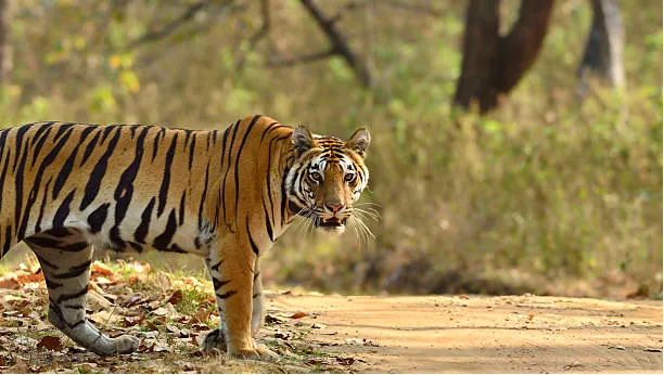 Kanha Tiger Reserve