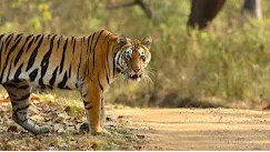 Kanha Tiger Reserve