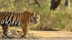 Kanha Tiger Reserve