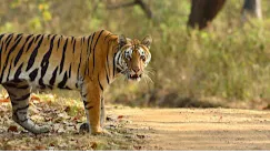 Kanha Tiger Reserve