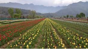 Tulip Garden Srinagar