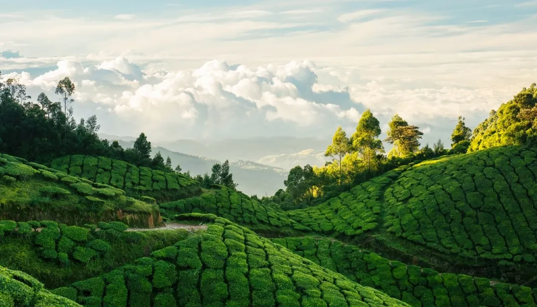 Anubhav Resort, Munnar, Kerala — main image