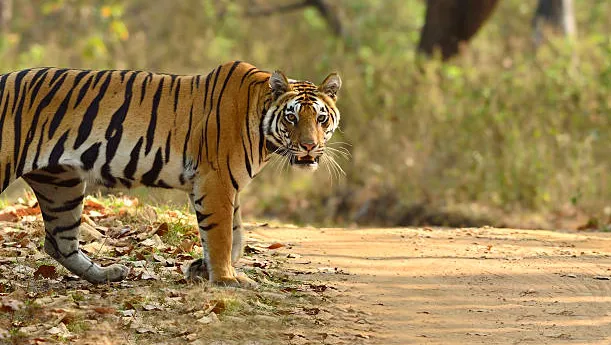 Kanha Tiger Reserve