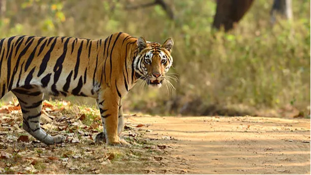 Kanha Tiger Reserve