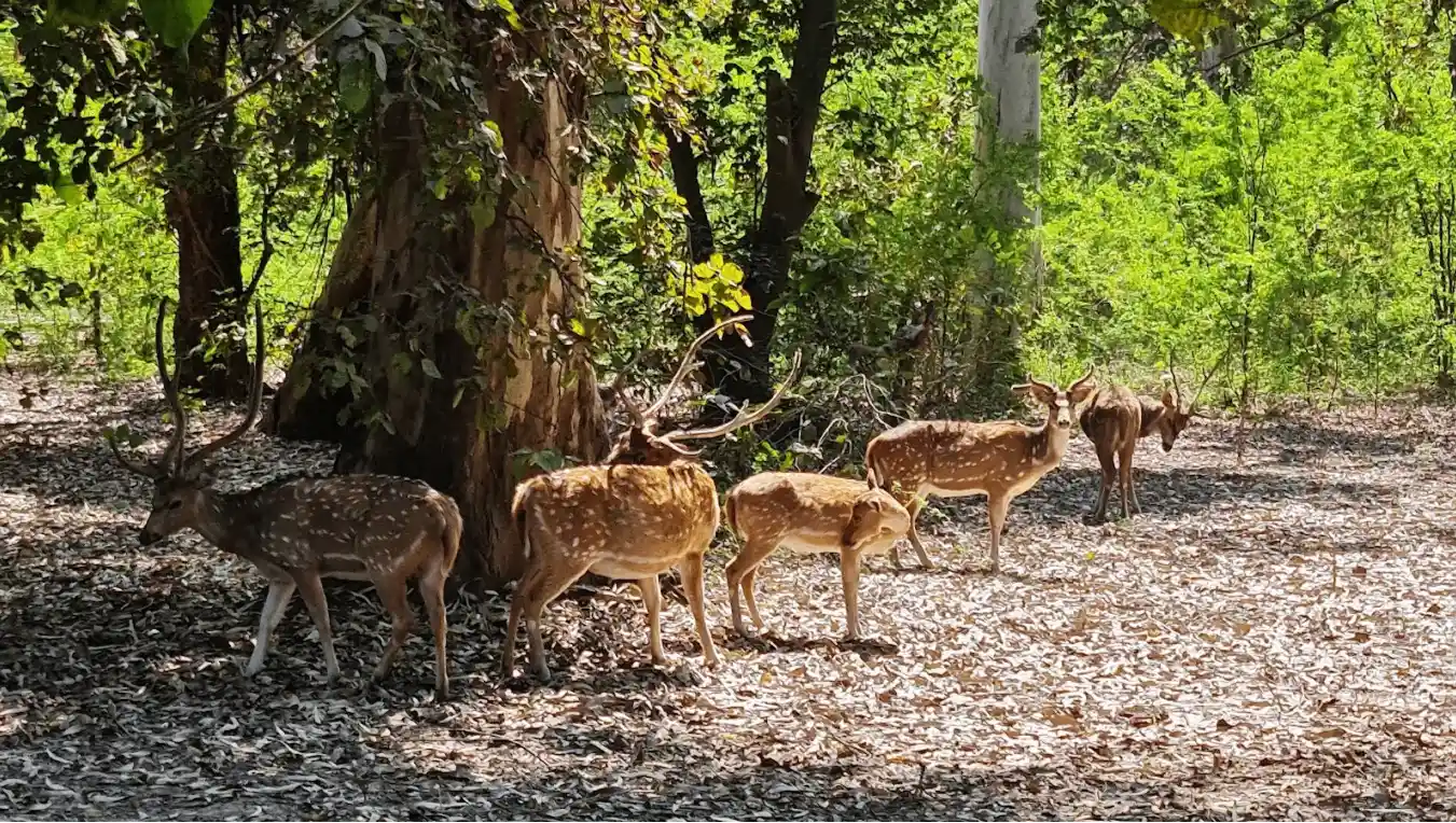 Nawabganj Bird Sanctuary