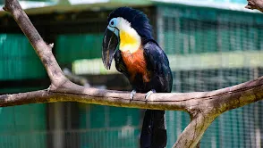 Fundera park - Birds park