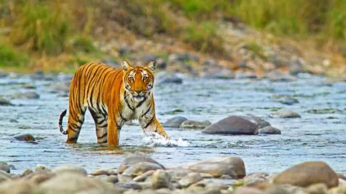 Jim Corbett National Park