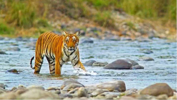 Jim Corbett National Park