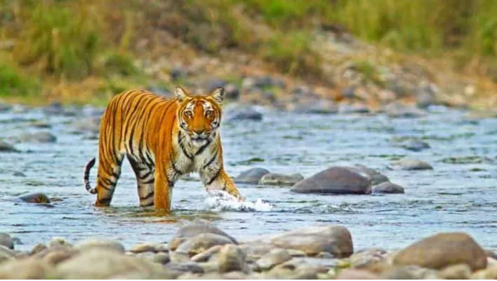 Jim Corbett National Park