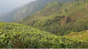 Happy Valley Tea Estate