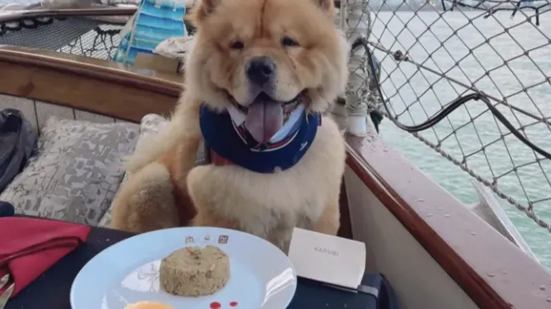 Royal Albatross Pet Cruise