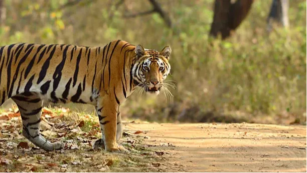 Kanha Tiger Reserve