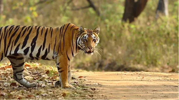 Kanha Tiger Reserve